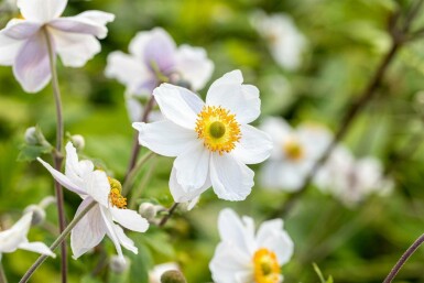 Japanische anemone Anemone japonica 'Wild Swan' 5-10 Topf P9 Anemone japonica 'Wild Swan'