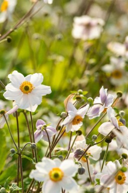 Japanische anemone Anemone japonica 'Wild Swan' 5-10 Topf P9 Anemone japonica 'Wild Swan'