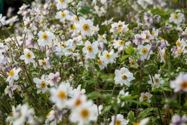 Japanische anemone Anemone japonica 'Wild Swan' 5-10 Topf P9 Anemone japonica 'Wild Swan'