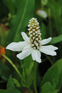 Kalifornisches eidechsenschwanzkraut Anemopsis californica 5-10 Topf P9 Anemopsis californica