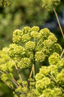 Engelwurz Angelica archangelica 5-10 Topf P9 Angelica archangelica