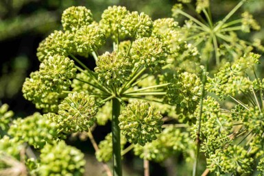 Engelwurz Angelica archangelica 5-10 Topf P9 Angelica archangelica