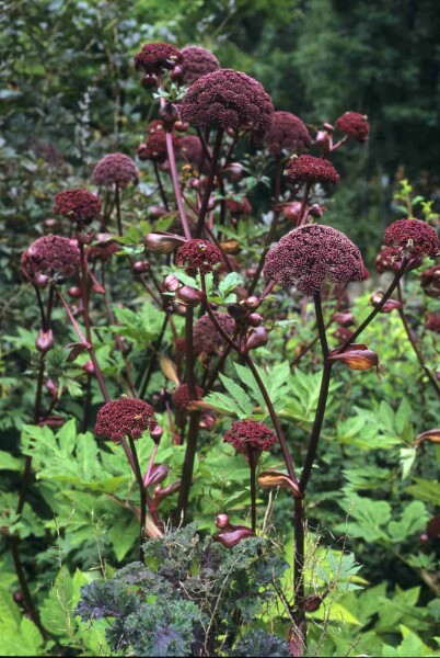 Großer engelwurz Angelica gigas 5-10 Topf P9 Angelica gigas