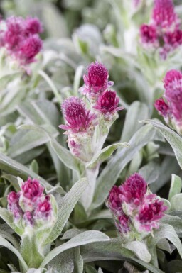 Katzenpfötchen Antennaria dioica 5-10 Topf P9 Antennaria dioica