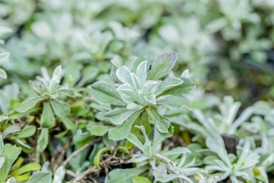 Katzenpfötchen Antennaria dioica 5-10 Topf P9 Antennaria dioica