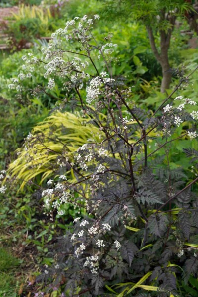 Roter kerbel Anthriscus sylvestris 'Ravenswing' 5-10 Topf P9 Anthriscus sylvestris 'Ravenswing'