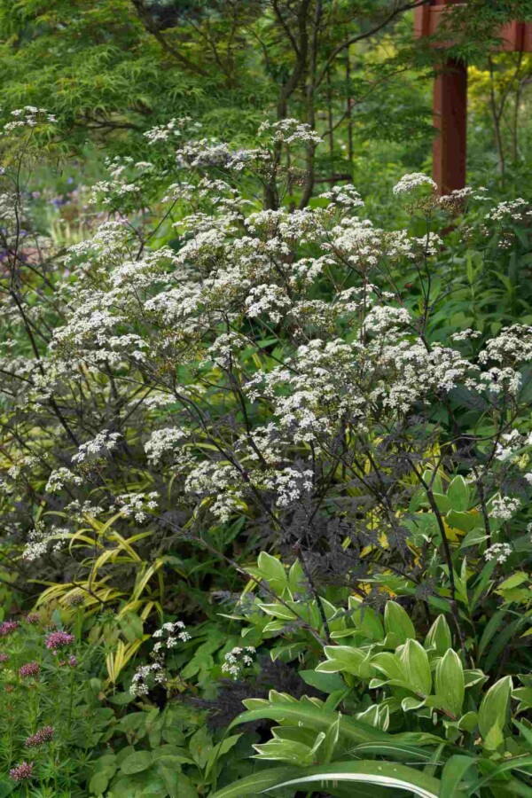 Roter kerbel Anthriscus sylvestris 'Ravenswing' 5-10 Topf P9 Anthriscus sylvestris 'Ravenswing'