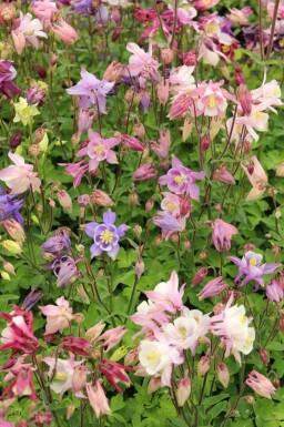 Akelei Aquilegia caerulea 'Biedermeier' 5-10 Topf P9 Aquilegia caerulea 'Biedermeier'