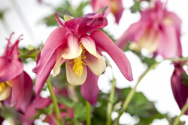 Akelei Aquilegia caerulea 'Crimson Star' 5-10 Topf P9 Aquilegia caerulea 'Crimson Star'