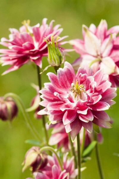 Aquilegia vulgaris ‘Nora Barlow’