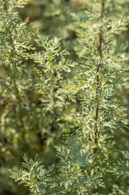 Wermut Artemisia absinthium 5-10 Topf P9 Artemisia absinthium