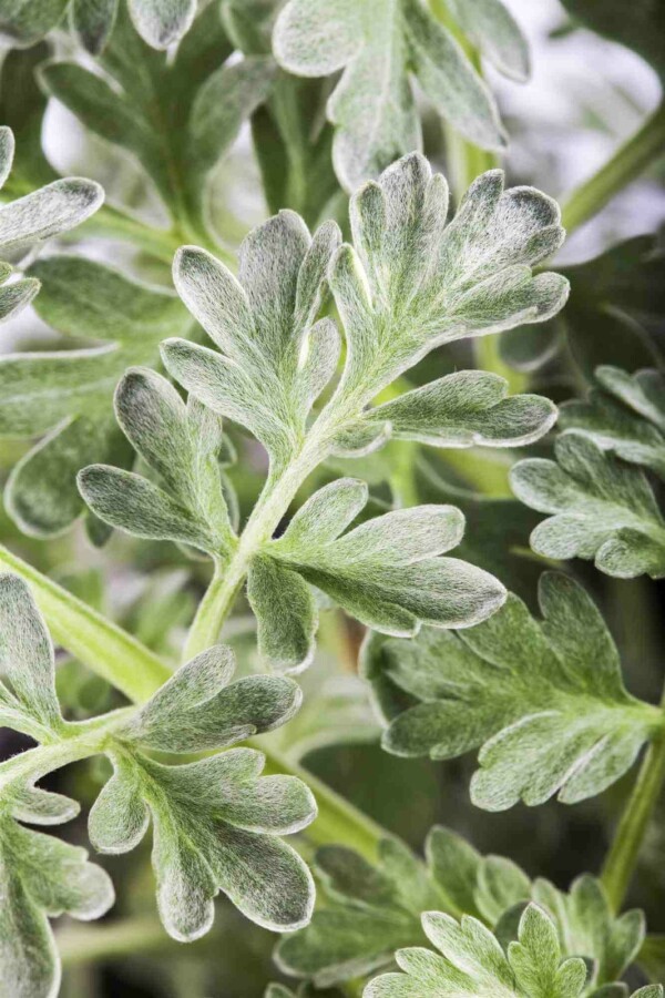 Wermut Artemisia absinthium 5-10 Topf P9 Artemisia absinthium