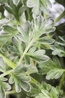 Wermut Artemisia absinthium 5-10 Topf P9 Artemisia absinthium