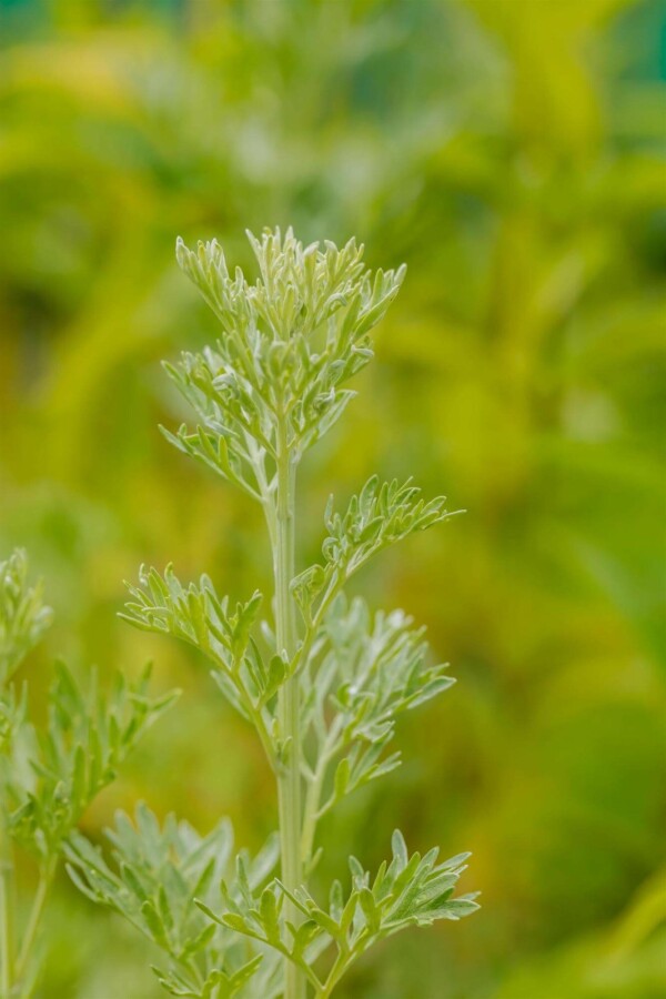 Wermut Artemisia absinthium 5-10 Topf P9 Artemisia absinthium