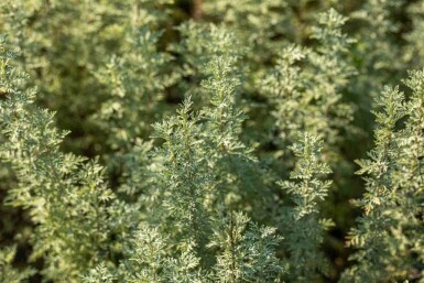 Wermut Artemisia absinthium 5-10 Topf P9 Artemisia absinthium