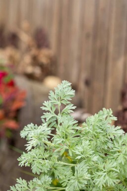 Wermut Artemisia absinthium 5-10 Topf P9 Artemisia absinthium