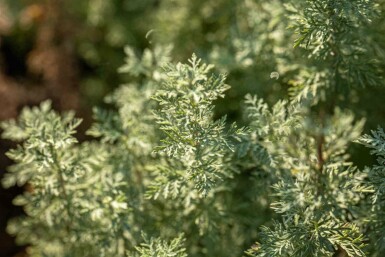 Wermut Artemisia absinthium 5-10 Topf P9 Artemisia absinthium