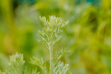 Wermut Artemisia absinthium 5-10 Topf P9 Artemisia absinthium