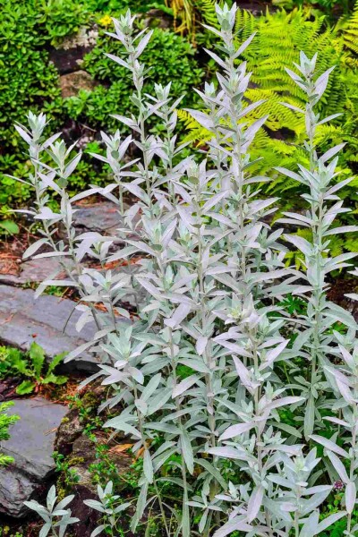 Silberwermut Artemisia ludoviciana 'Silver Queen' 5-10 Topf P9 Artemisia ludoviciana 'Silver Queen'