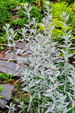Silberwermut Artemisia ludoviciana 'Silver Queen' 5-10 Topf P9 Artemisia ludoviciana 'Silver Queen'