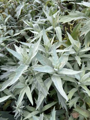 BeifuĂ Artemisia ludoviciana 'Valerie Finnis' 5-10 Topf P9 Artemisia ludoviciana 'Valerie Finnis'