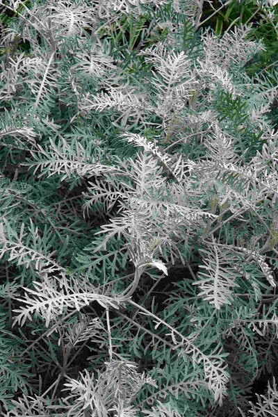 Edelraute Artemisia arborescens 'Powis Castle' 5-10 Topf P9 Artemisia arborescens 'Powis Castle'