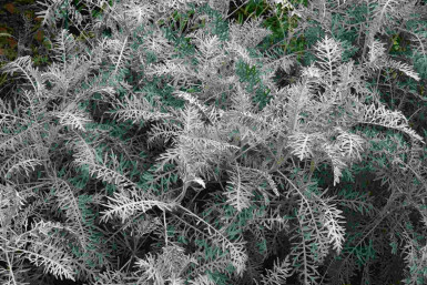 Edelraute Artemisia arborescens 'Powis Castle' 5-10 Topf P9 Artemisia arborescens 'Powis Castle'