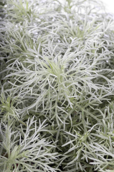 Silberraute Artemisia schmidtiana 'Nana' 5-10 Topf P9 Artemisia schmidtiana 'Nana'