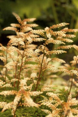 Geißbart Aruncus aethusifolius 5-10 Topf P9 Aruncus aethusifolius