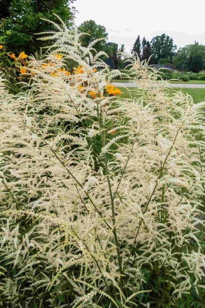 Ziegenbart Aruncus dioicus 'Kneiffii' 5-10 Topf P9 Aruncus dioicus 'Kneiffii'