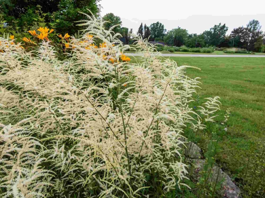 Ziegenbart Aruncus dioicus 'Kneiffii' 5-10 Topf P9 Aruncus dioicus 'Kneiffii'