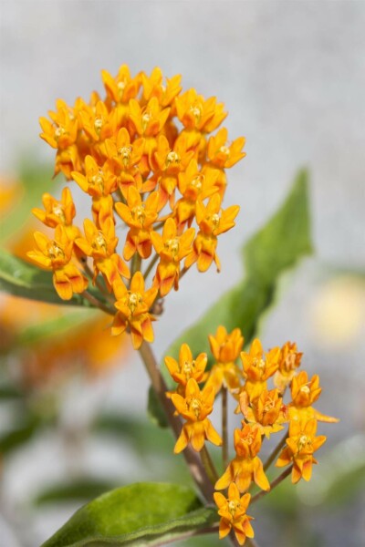 Schmetterlingskraut Asclepias tuberosa 5-10 Topf P9 Asclepias tuberosa