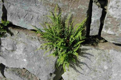 Braunstieliger streifenfarn Asplenium trichomanes 5-10 Topf P9 Asplenium trichomanes