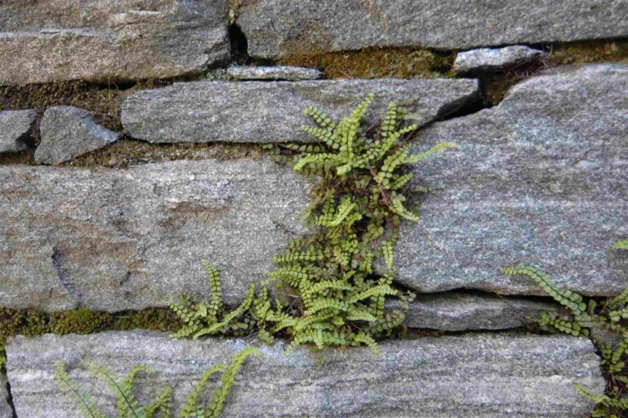 Braunstieliger streifenfarn Asplenium trichomanes 5-10 Topf P9 Asplenium trichomanes