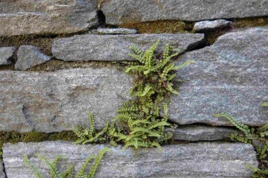 Braunstieliger streifenfarn Asplenium trichomanes 5-10 Topf P9 Asplenium trichomanes