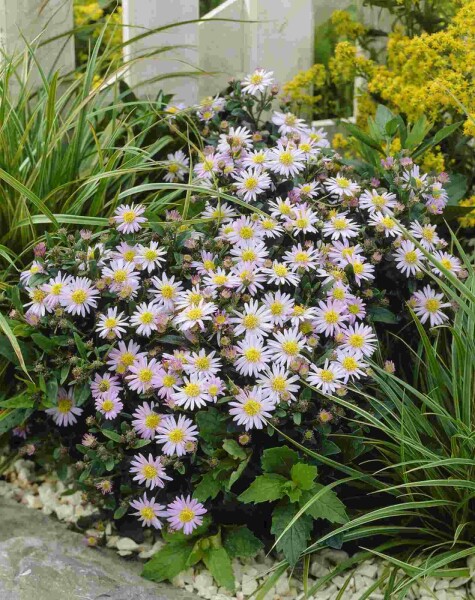 Sternblume Aster ageratoides 'Stardust' 5-10 Topf P9 Aster ageratoides 'Stardust'
