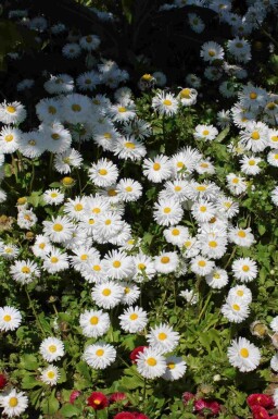 Asiatische Wildaster Aster ageratoides 'Starshine' 5-10 Topf P9 Aster ageratoides 'Starshine'