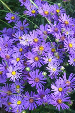 Sommer-Aster Aster amellus 'Rudolf Goethe' 5-10 Topf P9 Aster amellus 'Rudolf Goethe'