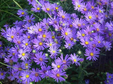 Sommer-Aster Aster amellus 'Rudolf Goethe' 5-10 Topf P9 Aster amellus 'Rudolf Goethe'