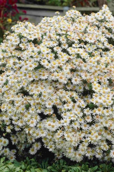 Kissenaster Aster dumosus 'Apollo' 5-10 Topf P9 Aster dumosus 'Apollo'