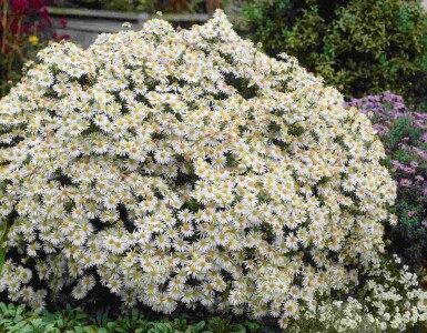Kissenaster Aster dumosus 'Apollo' 5-10 Topf P9 Aster dumosus 'Apollo'