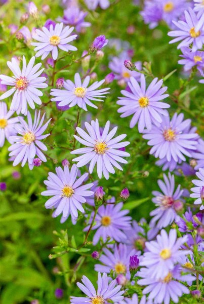 Aster cordifolius 'Little Carlow'