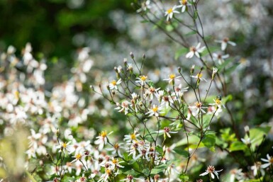 Weiße aster Aster divaricatus 5-10 Topf P9 Aster divaricatus