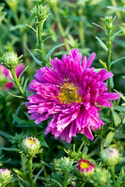 Kissen-Aster Aster dumosus 'Jenny' 5-10 Topf P9 Aster dumosus 'Jenny'