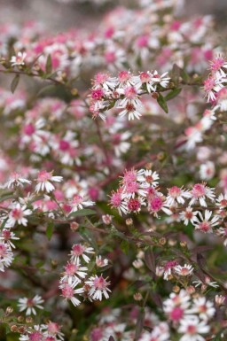 Herbstaster Aster lateriflorus 'Lady in Black' 5-10 Topf P9 Aster lateriflorus 'Lady in Black'