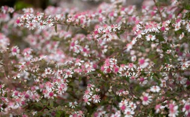 Herbstaster Aster lateriflorus 'Lady in Black' 5-10 Topf P9 Aster lateriflorus 'Lady in Black'