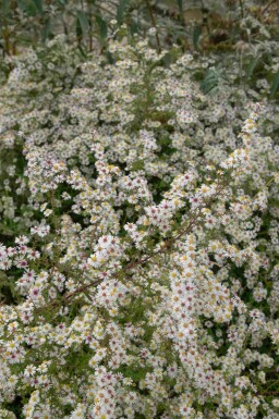 Weiße herbstaster Aster pringlei 'Monte Cassino' 5-10 Topf P9 Aster pringlei 'Monte Cassino'