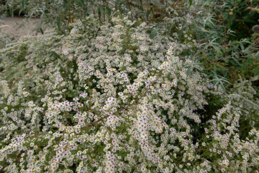 Weiße herbstaster Aster pringlei 'Monte Cassino' 5-10 Topf P9 Aster pringlei 'Monte Cassino'