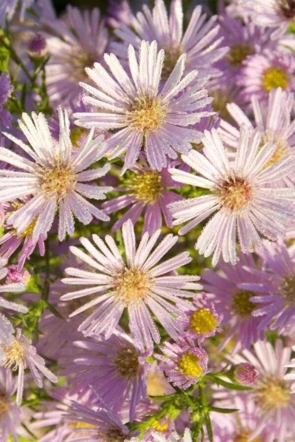Myrten-Aster Aster pringlei 'Pink Star' 5-10 Topf P9 Aster pringlei 'Pink Star'