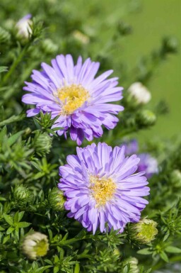 Buschige aster Aster dumosus 'Professor Anton Kippenberg' 5-10 Topf P9 Aster dumosus 'Professor Anton Kippenberg'